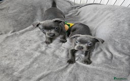 Staffordshire Bull Terrier dogs for sale: Blue staffordshire bull terrier  - Image 2