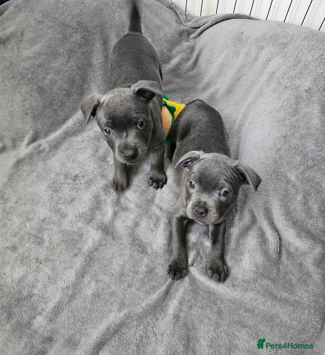 Staffordshire Bull Terrier dogs for sale: Blue staffordshire bull terrier  - Image 2