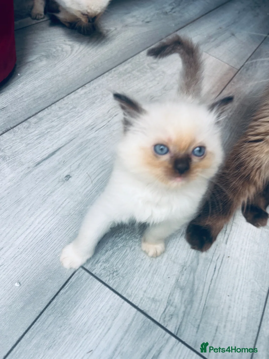 Ragdoll cats for sale: 5 Stunning Ragdoll dolls  - Advert 1