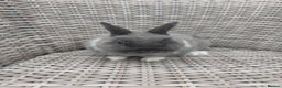 Netherland Dwarf rabbits for sale: Buck blue self look for forever homes  - Advert 3