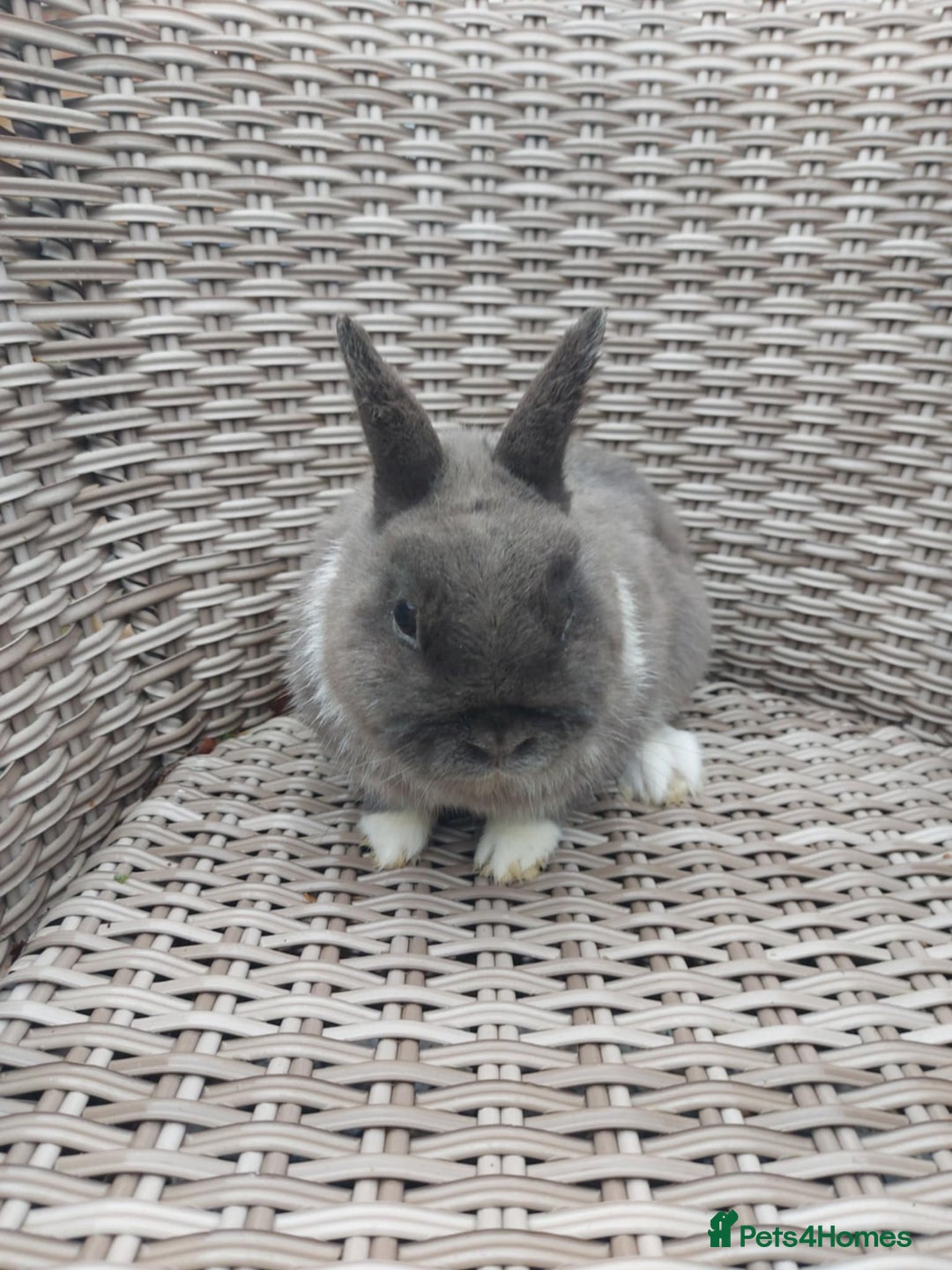 Netherland Dwarf rabbits for sale: Buck blue self look for forever homes  - Advert 3