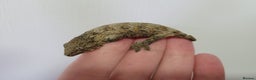 Gecko reptiles for sale: Leachianus & Crested Geckos Adults & Babies  - Advert 12