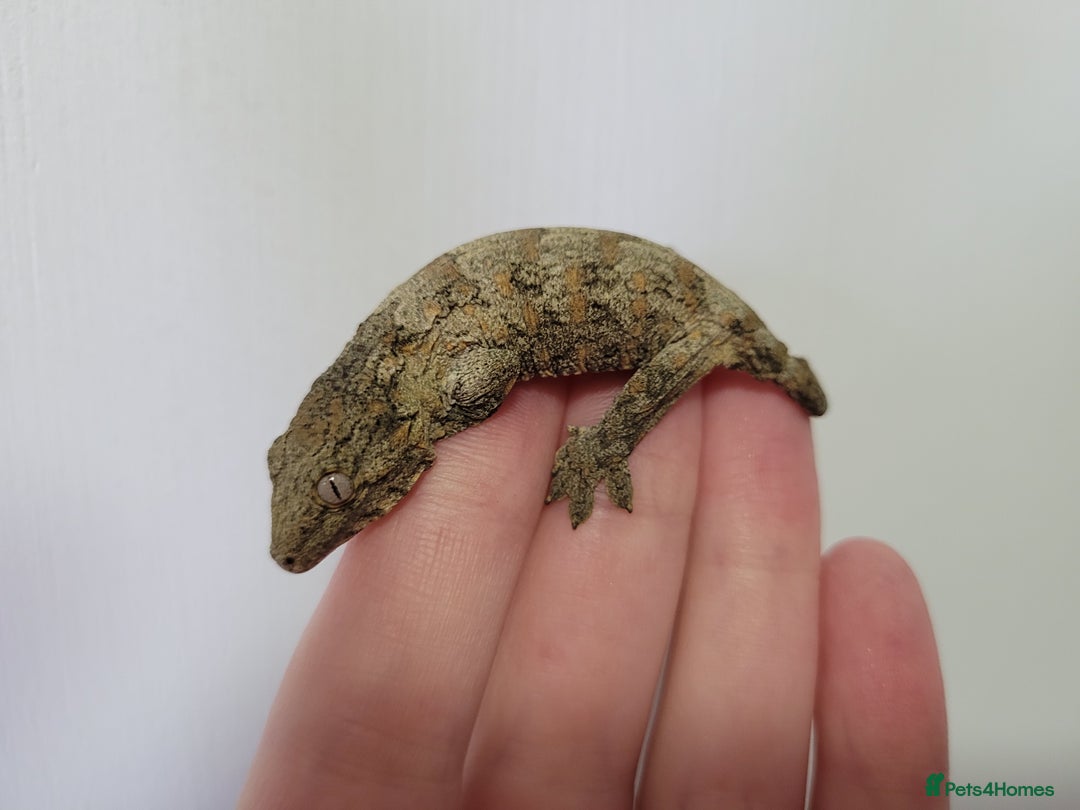 Gecko reptiles for sale: Leachianus & Crested Geckos Adults & Babies  - Advert 12