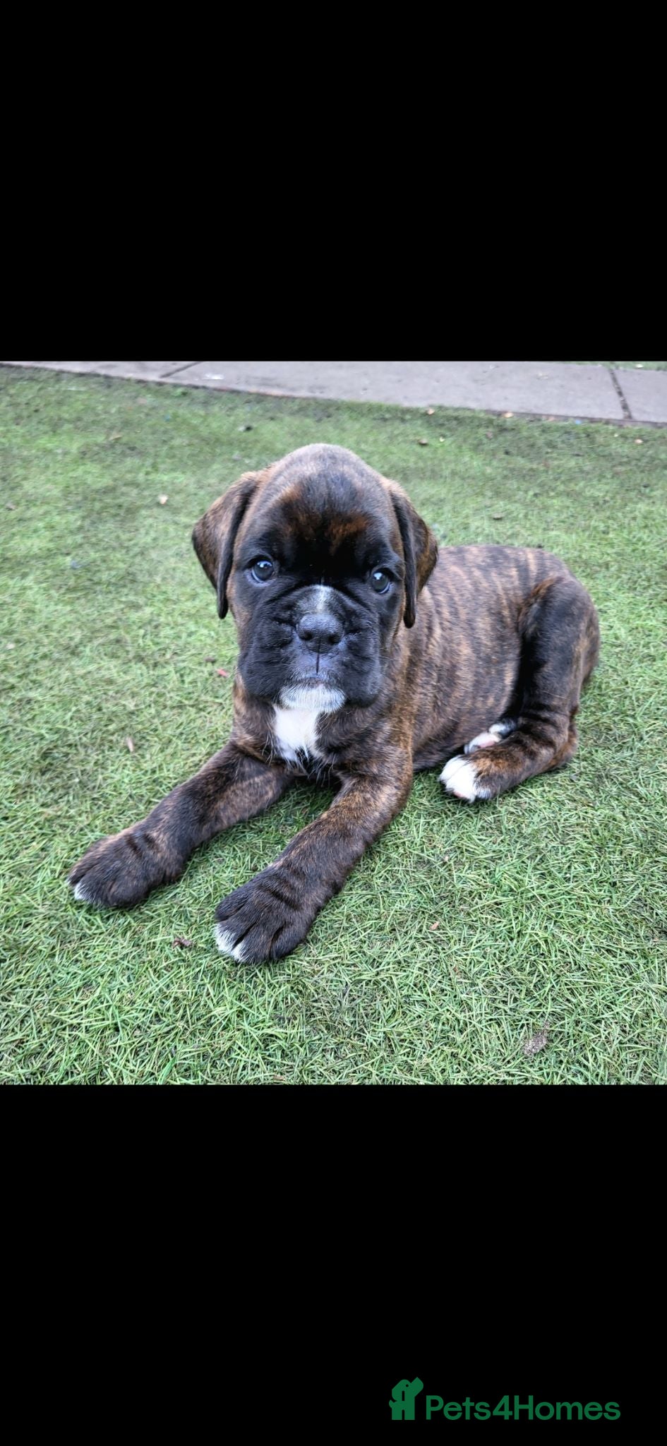 Boxer dogs Beutyful bobtail/ tailed Boxer puppy - Advert 10