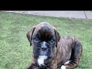 Boxer dogs Beutyful bobtail/ tailed Boxer puppy - Advert 10