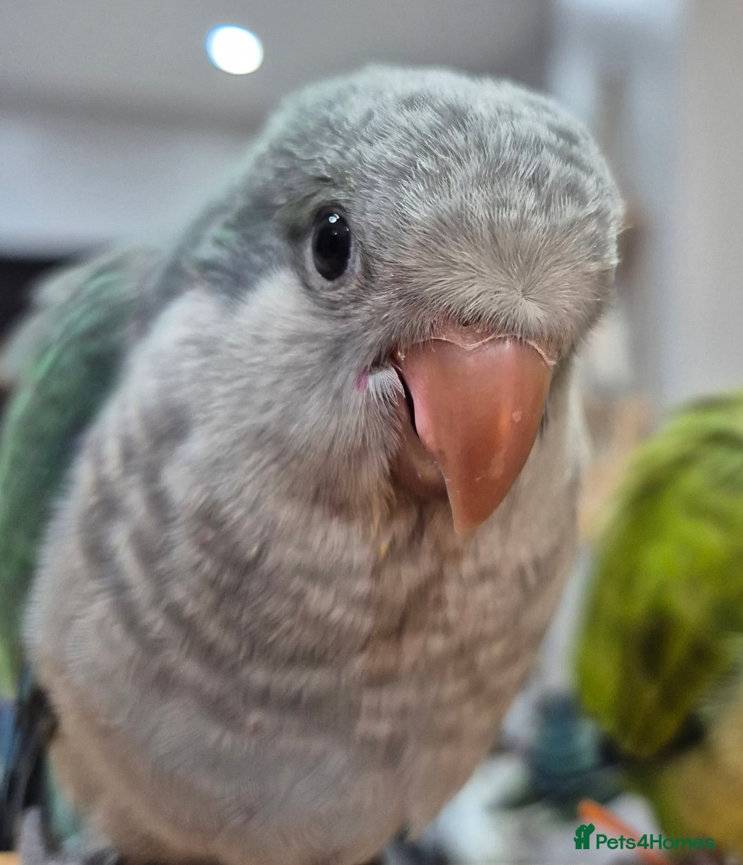 Parrots birds for sale: Handreared DNA tested baby Quaker Parrots  - Image 11