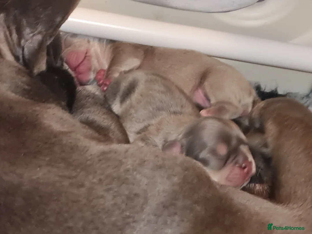 French Bulldog dogs for stud: KC TOP DRAW STUD Ramsgate  in Ramsgate - Advert 30