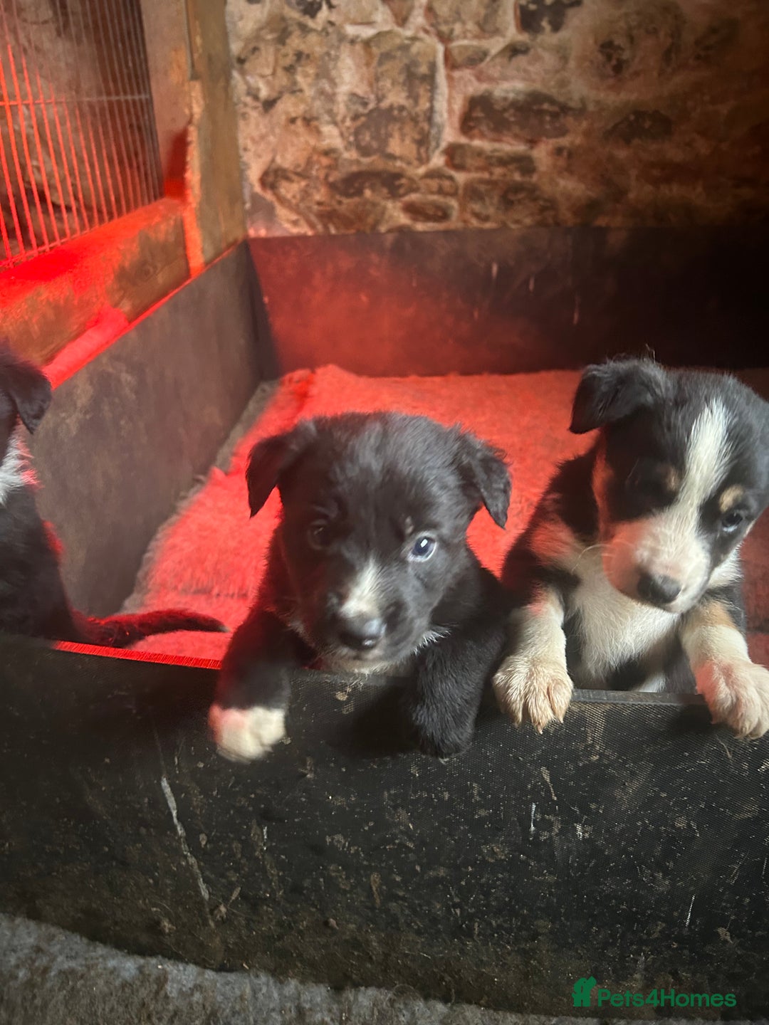 Mixed Breed dogs for sale: 5 Collie x Huntaway pups for sale. - Advert 4