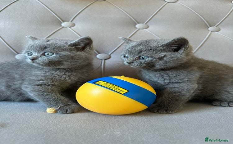 Scottish Fold cats - Advert 16