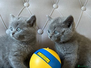 Scottish Fold cats - Advert 12