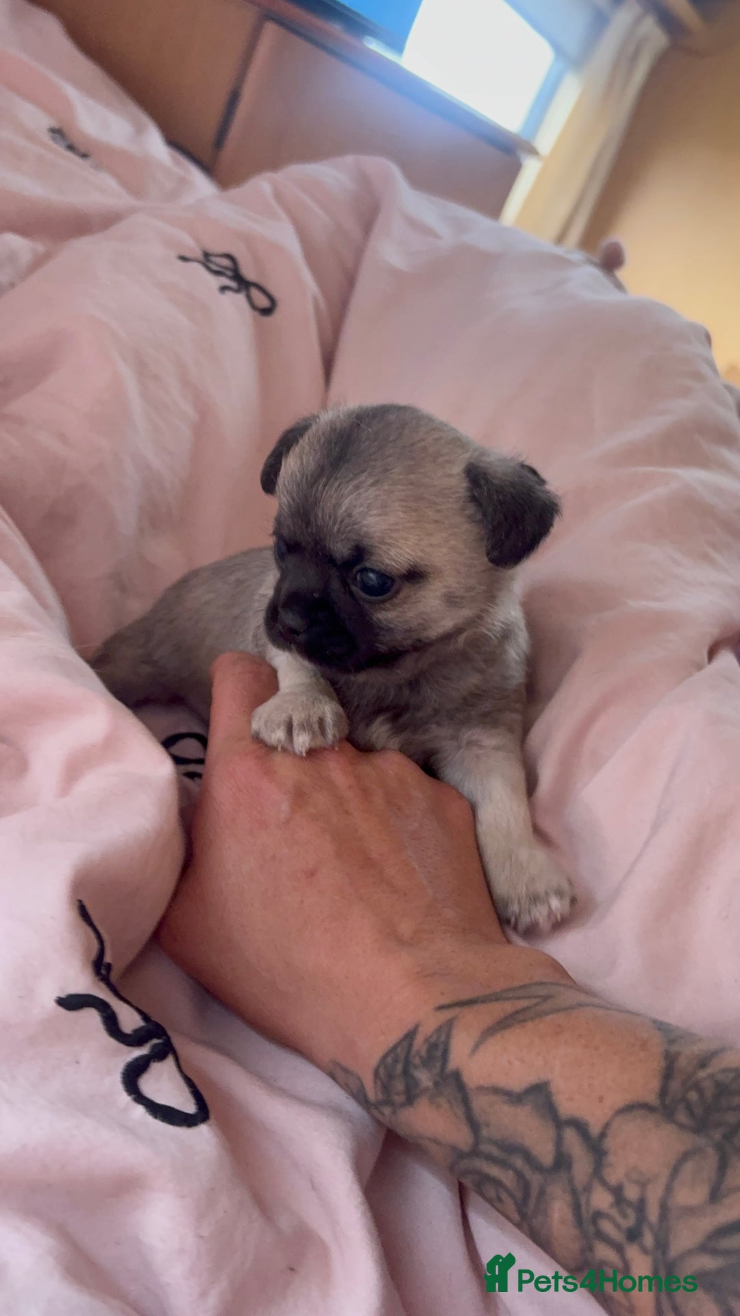Chihuahua dogs for sale: Lovely blue fawn boy - Image 3
