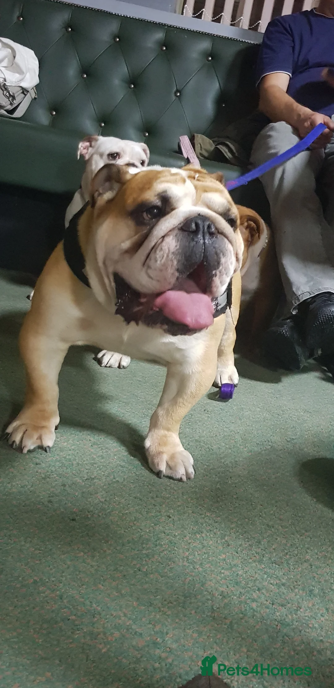 English Bulldog dogs for stud: Very proven English bulldog  in Leigh - Advert 3