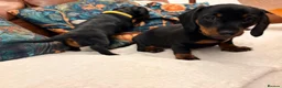 Miniature Dachshund dogs for sale: Miniature dachshund pups - Advert 25