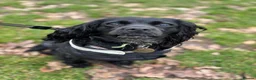 Cockalier dogs for sale: Loving and sweet pup looking for the perfect home in Norwich - Advert 4