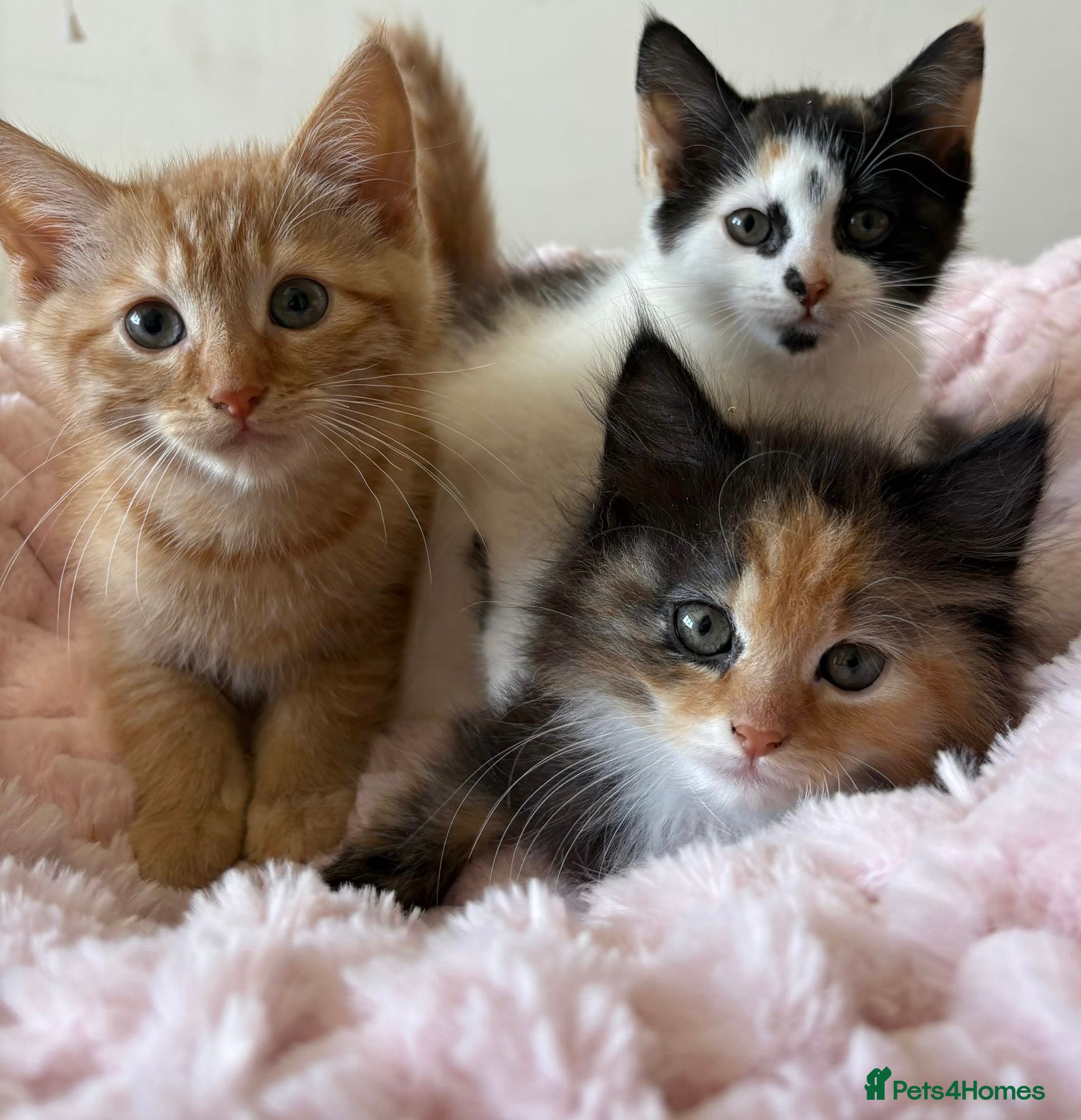 Mixed Breed cats Beautiful Fluffy Kittens  - Advert 1