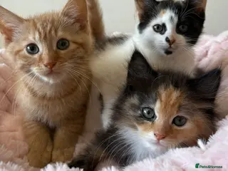 Mixed Breed cats Beautiful Fluffy Kittens - Advert 1