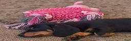 Dachshund dogs for sale: Miniature dachshund  - Advert 6