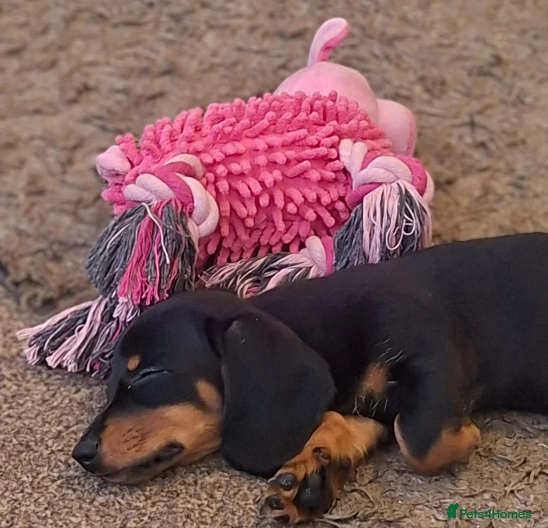 Dachshund dogs for sale: Miniature dachshund  - Advert 6