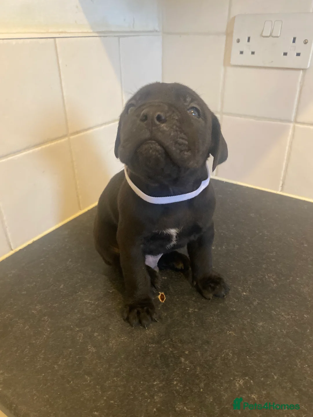 Cane Corso dogs for sale: Cane Corso Puppies - Advert 3