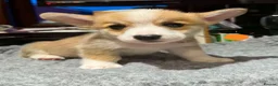 Welsh Corgi Pembroke dogs for sale: Pembrokeshire welsh corgi puppues in Lisburn - Advert 8