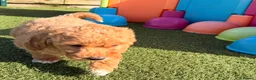 Poochon dogs for sale: Gorgeous Poochon boys ready now - Advert 9