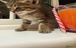 Mixed Breed cats for sale: 3 gorgeous boys mix breed - Image 8