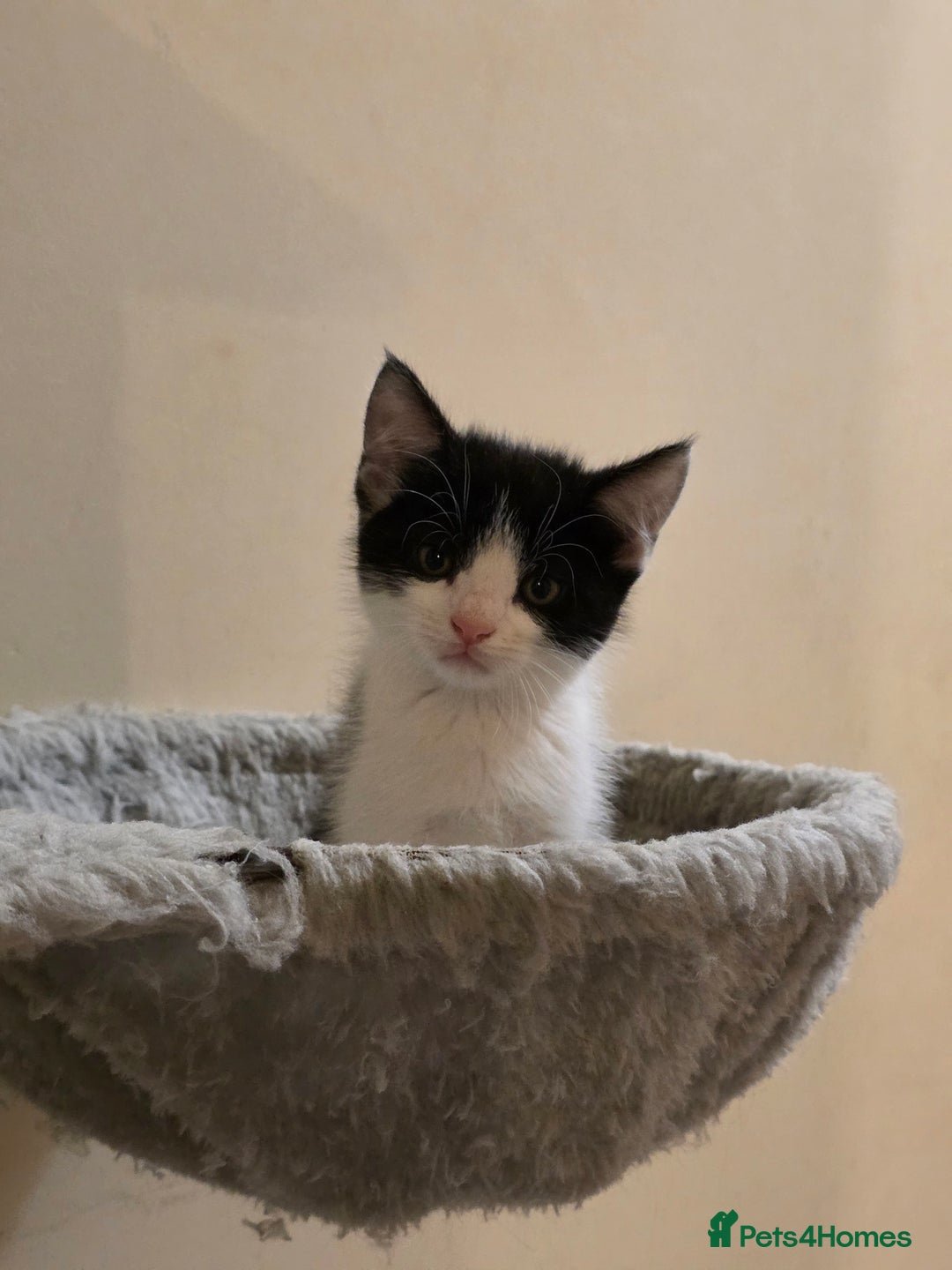 Mixed Breed cats for sale: Adorable longhair and short hair  - Advert 17