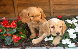 Cocker Spaniel dogs for sale: 2 beautiful working cocker spaniel pups  - Image 11