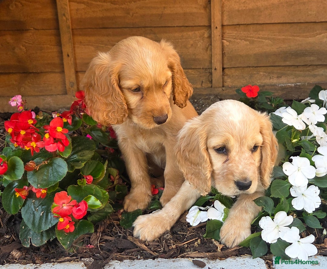 Cocker Spaniel dogs for sale: 2 beautiful working cocker spaniel pups  - Image 11