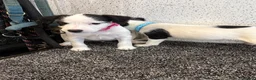 Jack Russell dogs for sale: Working type jack Russell pups  - Advert 6