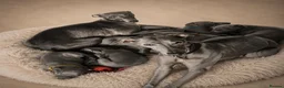 Whippet dogs for sale: KC registered Laguna lines Whippet Puppies  - Advert 6