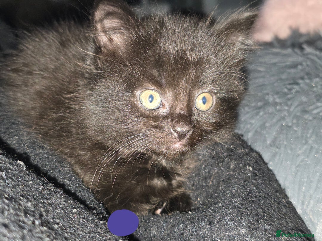 Mixed Breed cats for sale: Black kittens for sale  - Image 9
