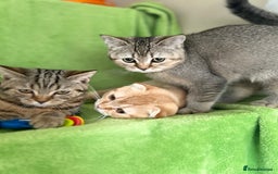 Scottish Fold cats for sale: Beautiful kittens just for you - Image 30