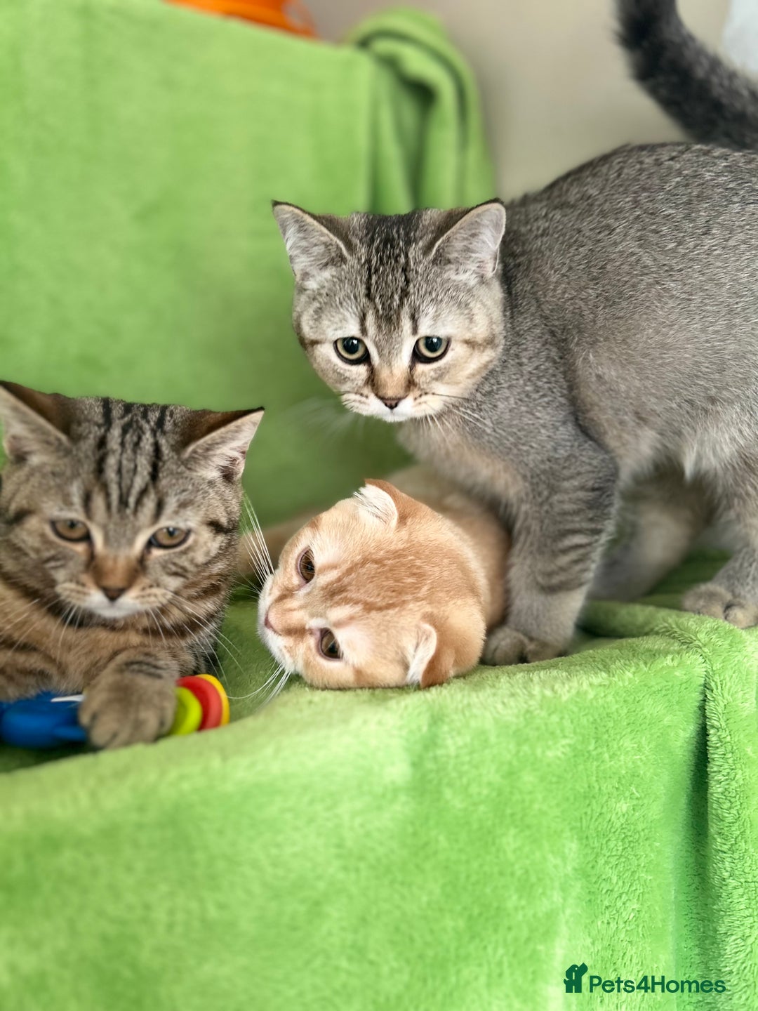 Scottish Fold cats for sale: Beautiful kittens just for you - Image 30