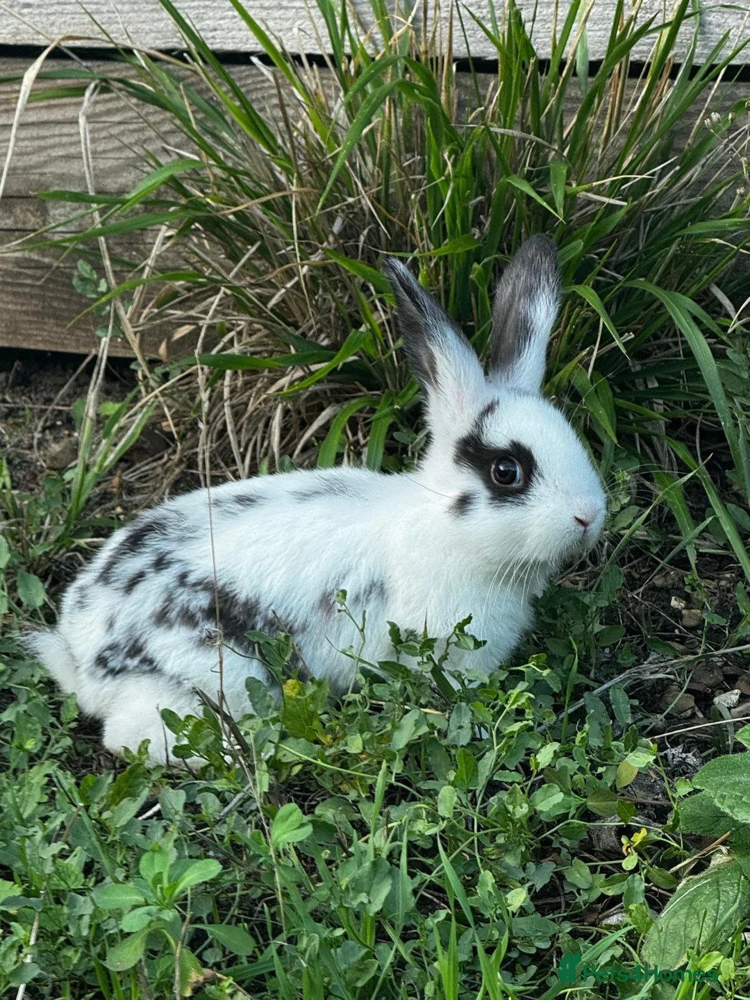 Mixed Breed rabbits for sale: Bunnies 🐰 🐇  for sale  - Advert 1