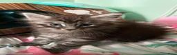 Maine Coon cats for sale: Beautiful 3 mainecoon kittens ready 3rd July  - Advert 8