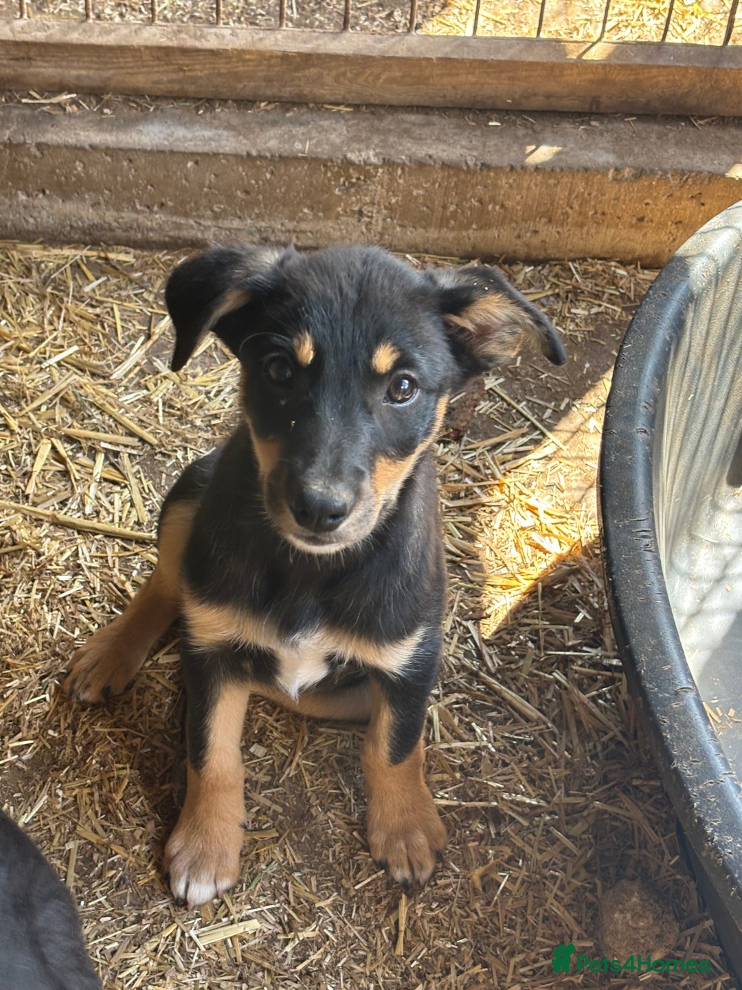 Mixed Breed dogs for sale: 5 collie cross kelpie pups  - Image 8