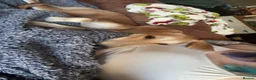 Lurcher dogs for sale: Lucky  in Stowmarket - Advert 3