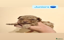 Miniature Poodle dogs for sale: Miniature Pedigree Poodles  - Advert 8