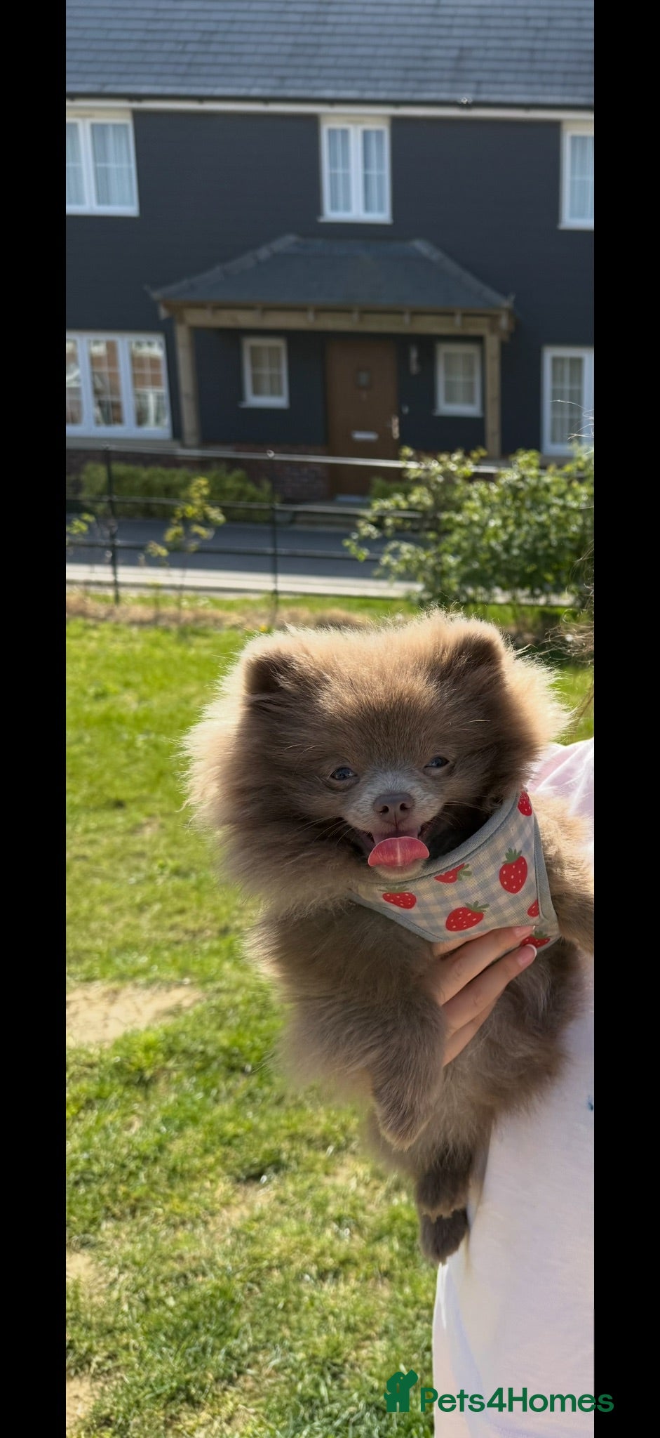 Pomeranian dogs Lilac Kc reg Pomeranian  - Advert 14