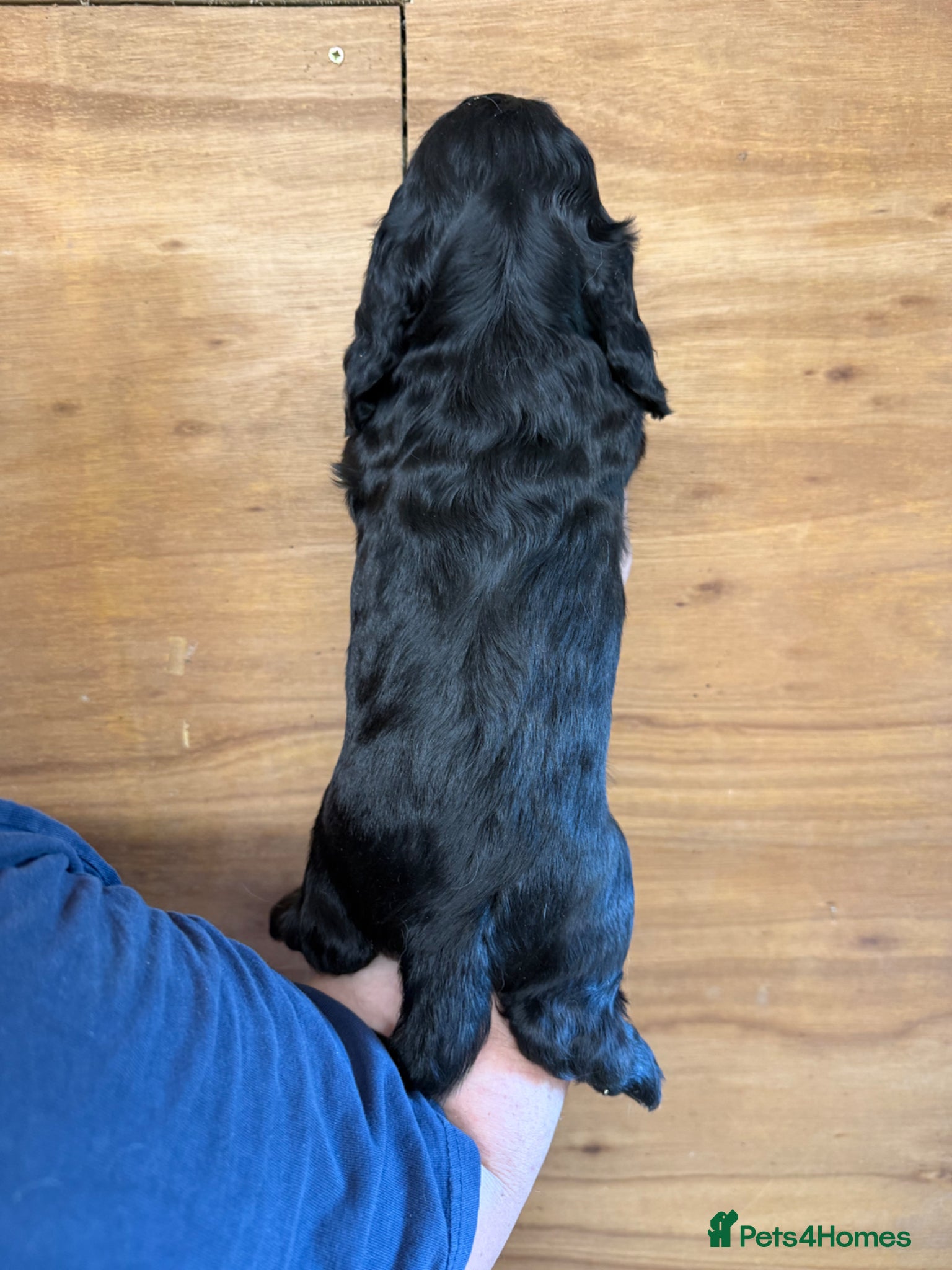 Cocker Spaniel dogs for sale: 5 Gorgeous Chunky Show Type Cocker Spaniels  - Advert 17