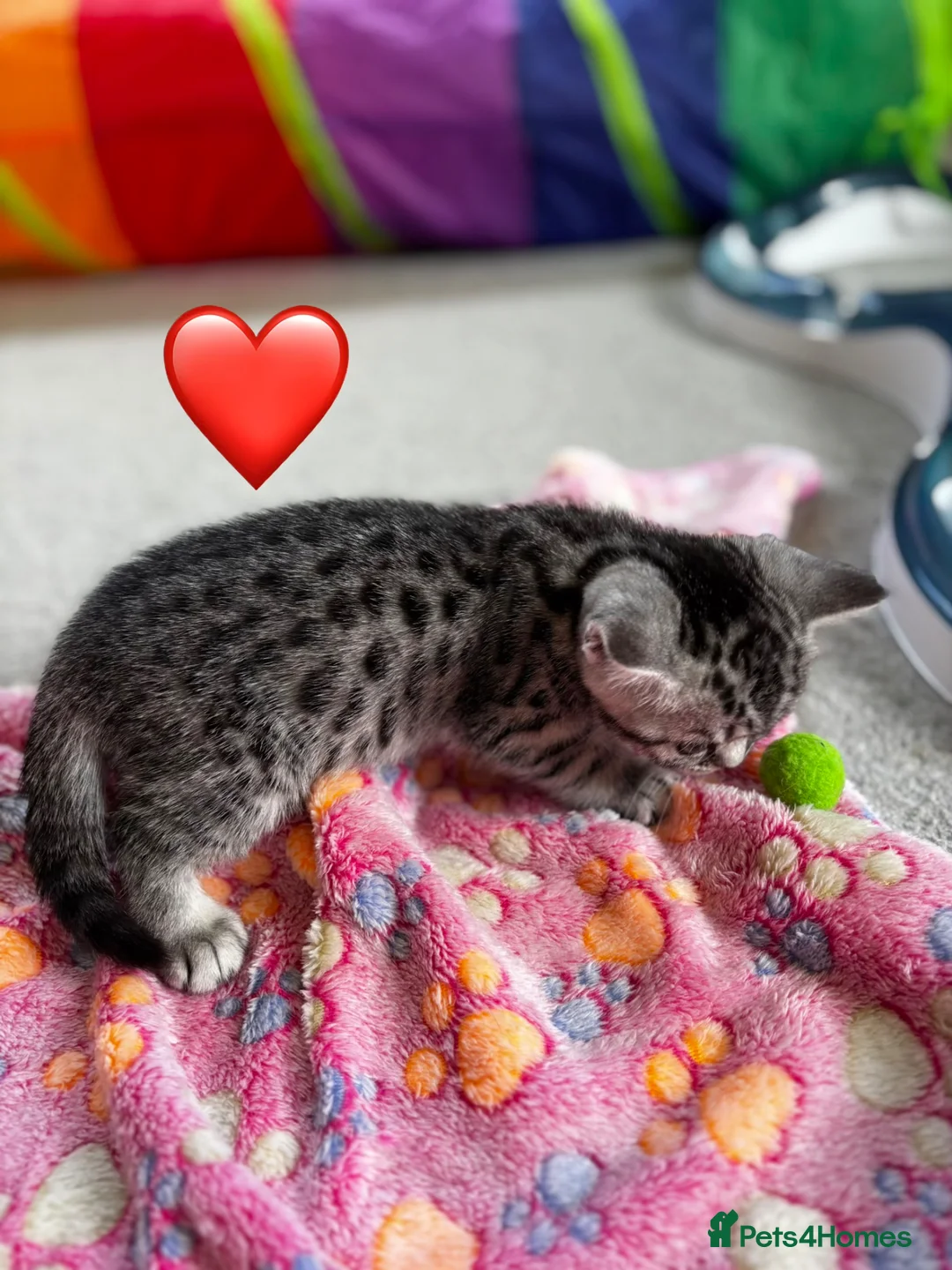 British Shorthair cats for sale: ❤️💙 Gorgeous Pedigree Silver Tabby BSH 💙❤️ - Advert 32