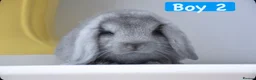 Mini Lop rabbits for sale: Beautiful pure mini lop bunnies   - Advert 7