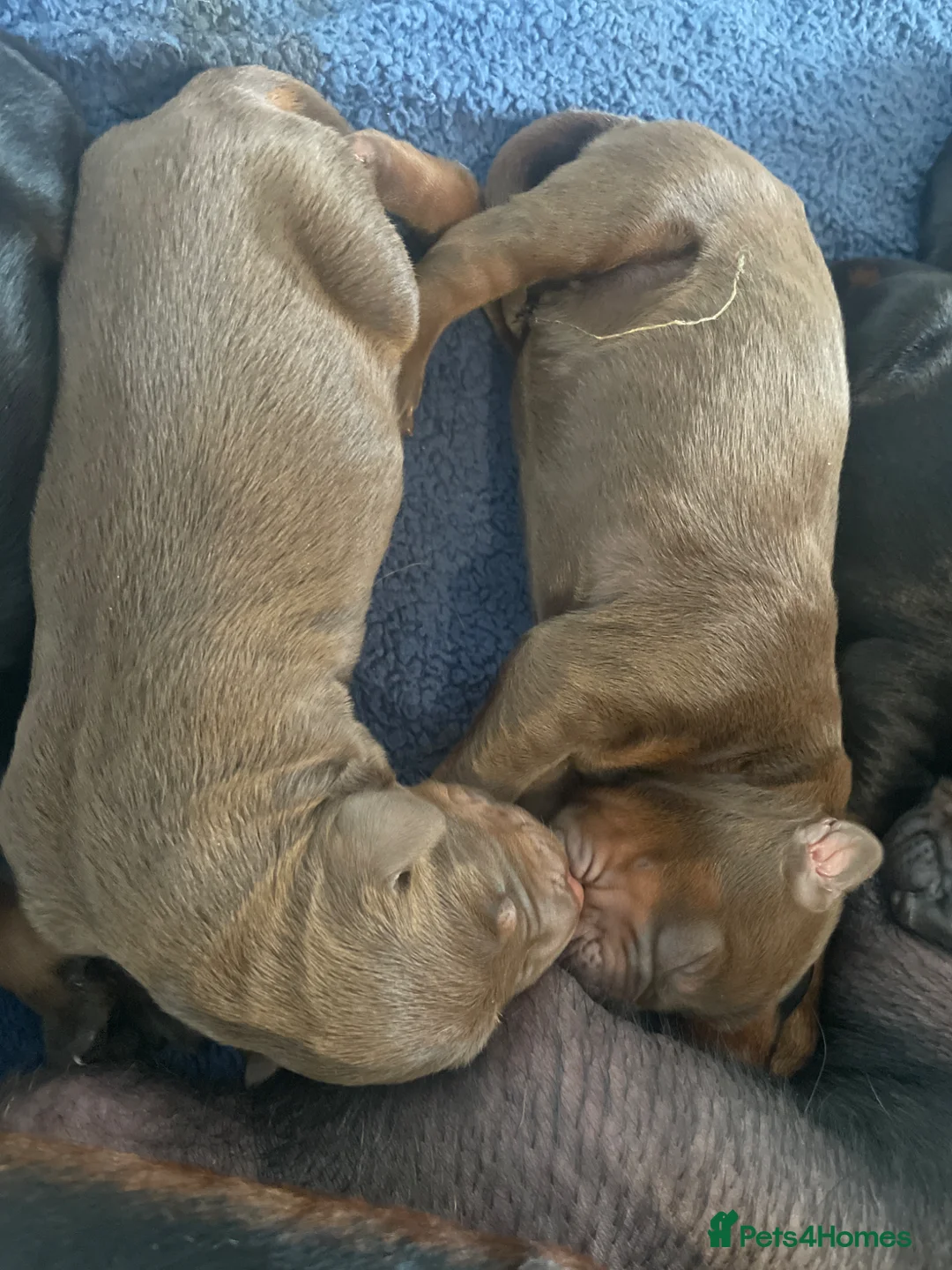 Dobermann dogs for sale: Doberman puppys for sale  - Advert 2