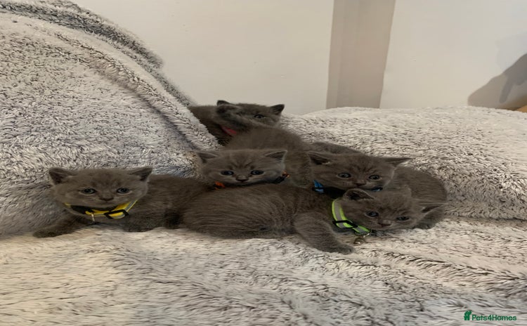 British Shorthair cats - Advert 3