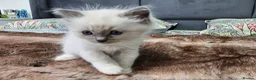 Ragdoll cats for sale: ragdoll kittens 😸  - Advert 17