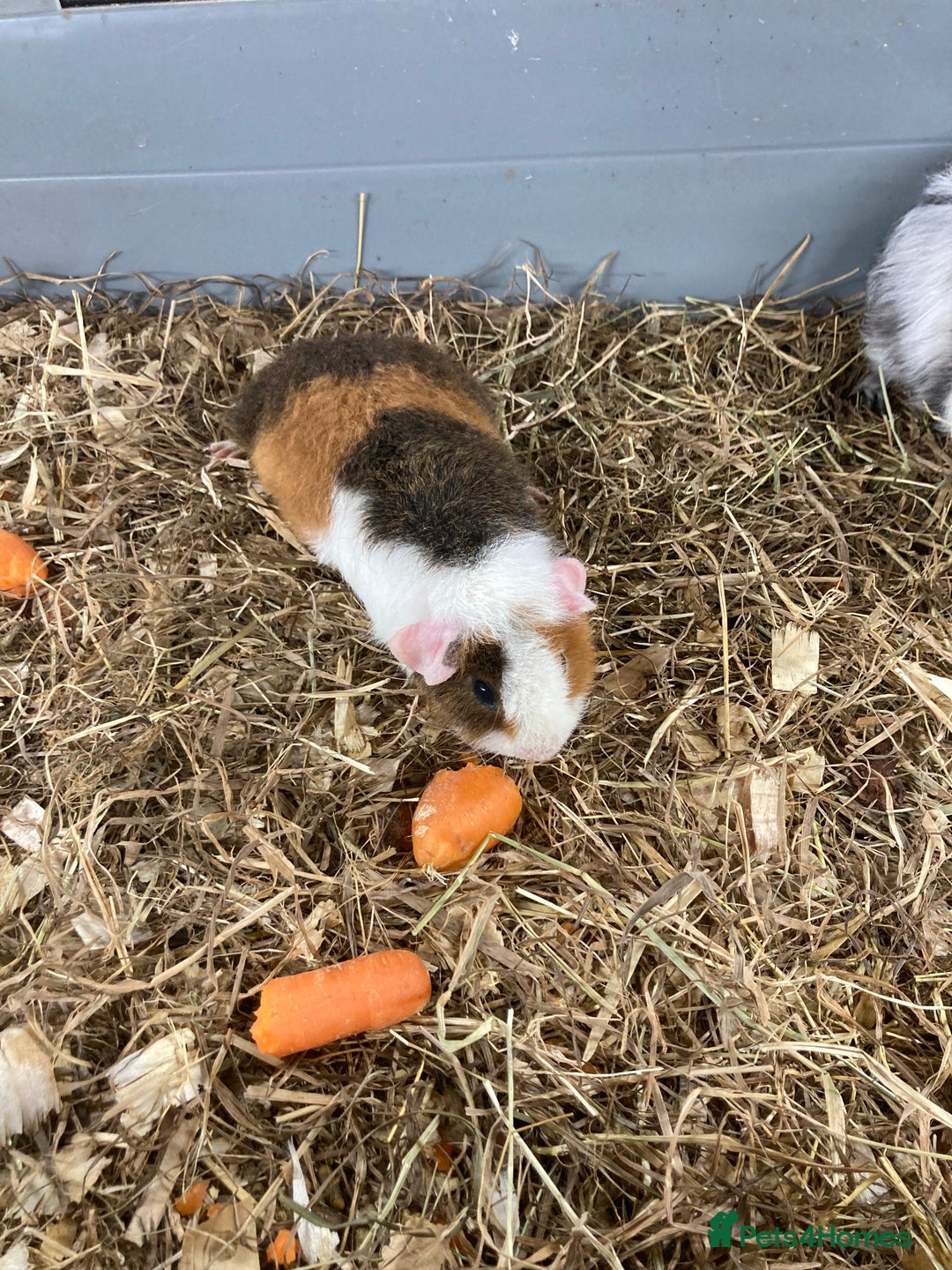 Guinea Pig rodents for sale: Lots of lovely baby guinea pigs - Image 13