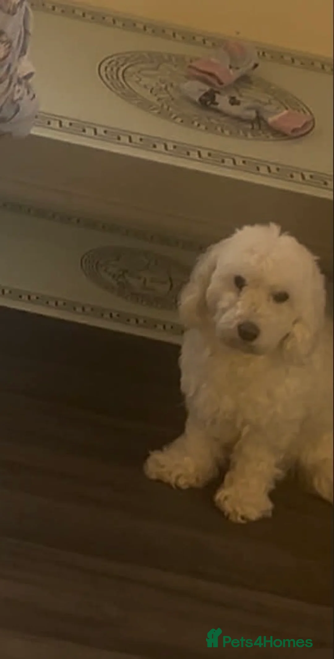 Bichon Frise dogs for sale: Bella in Bristol - Advert 1