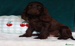Cocker Spaniel dogs for sale: Gorgeous show cocker spaniel puppies for sale  - Image 1