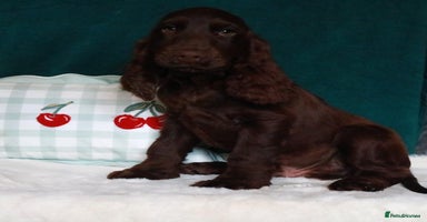Cocker Spaniel dogs - Advert 3